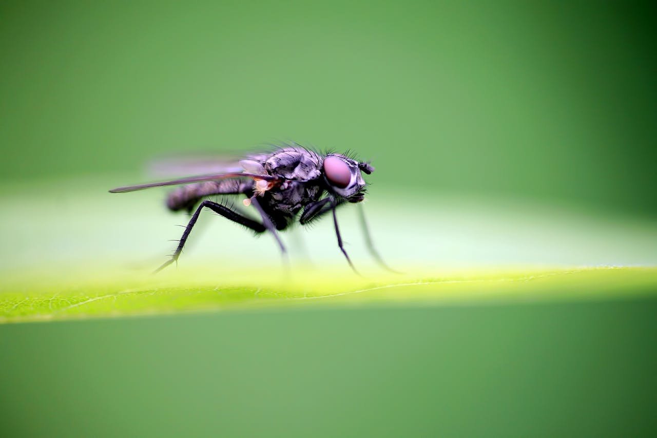 Insecte volant dans la maison