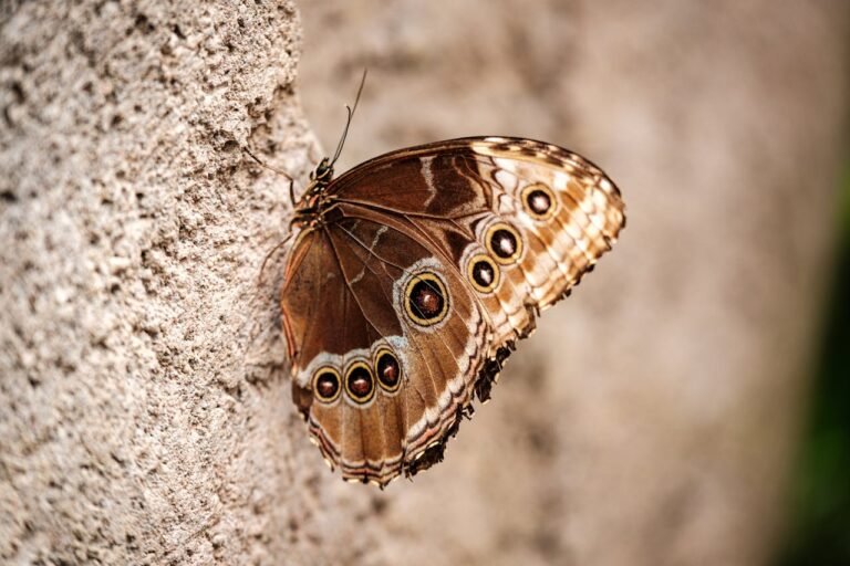 Papillon marron dans la maison