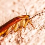 Insecte rampant dans la maison