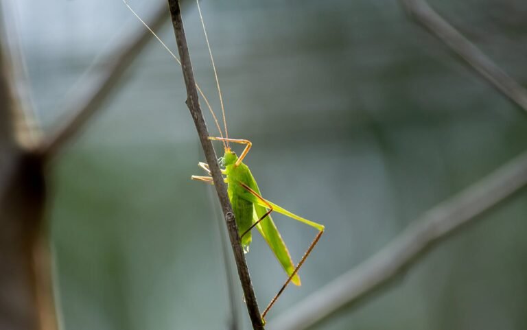 Grande sauterelle verte