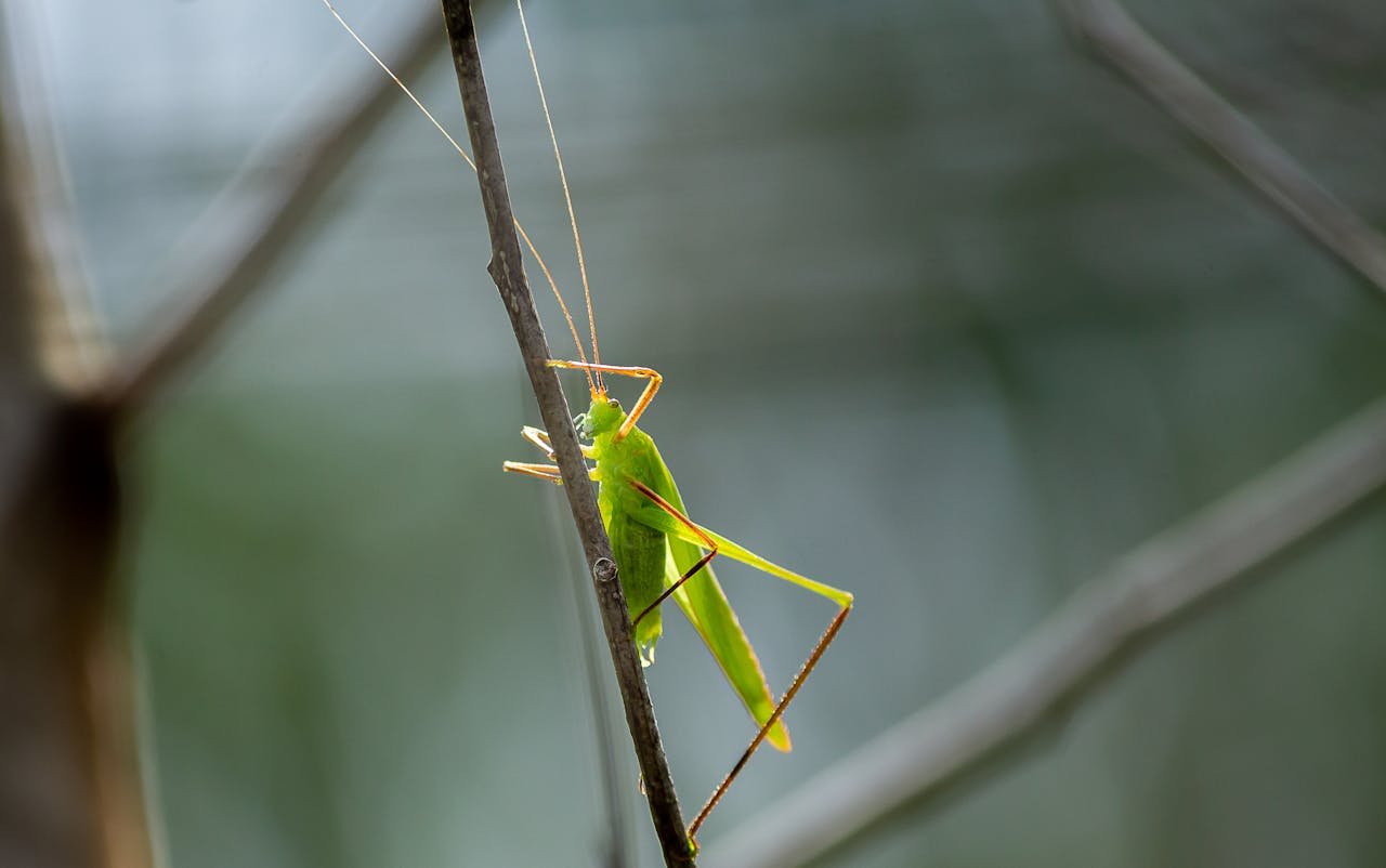 Grande sauterelle verte