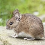 Mulot dans la maison