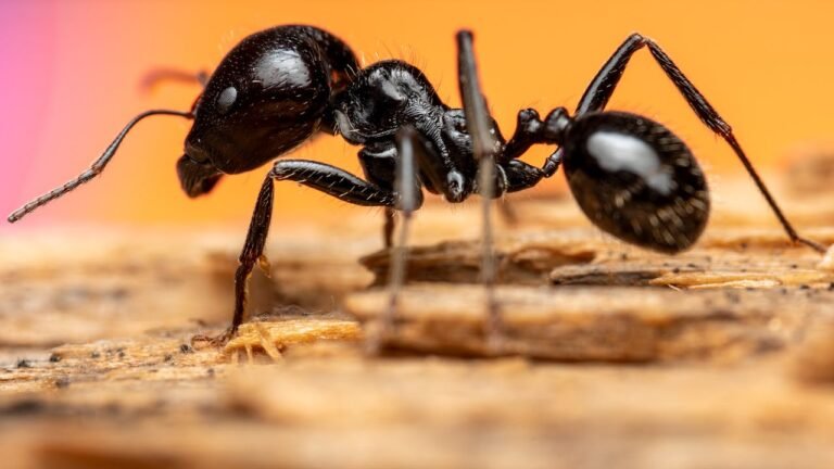 Fourmis charpentières