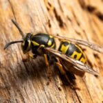 Guêpe