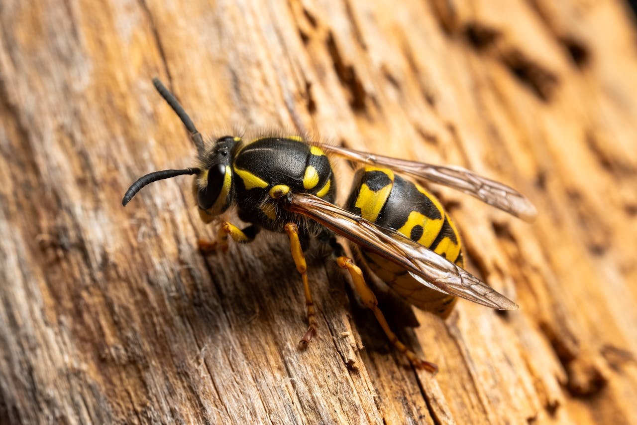 Guêpe